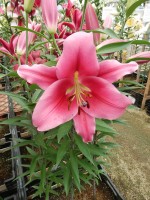 [4160 Dalian Mak No02.JPG]